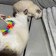 Snow Et Willow a rejoint le concours — aidez-le/la à gagner de superbes lots ! kitten, cat, sleeping, couch, gray, fluffy, toy, rainbow, blanket, pet, cute, indoor, resting, cozy, fur, paw, relaxing, animal, domestic, companion