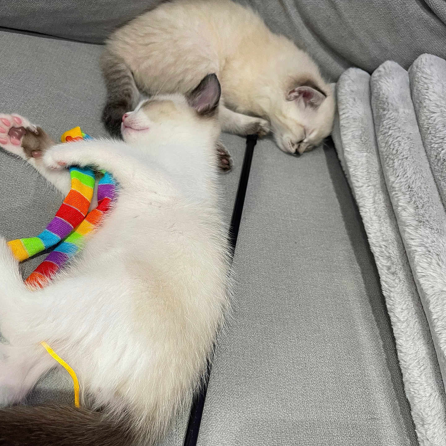 Snow Et Willow a rejoint le concours — aidez-le/la à gagner de superbes lots ! animal, blanket, cat, companion, couch, cozy, cute, domestic, fluffy, fur, gray, indoor, kitten, paw, pet, rainbow, relaxing, resting, sleeping, toy