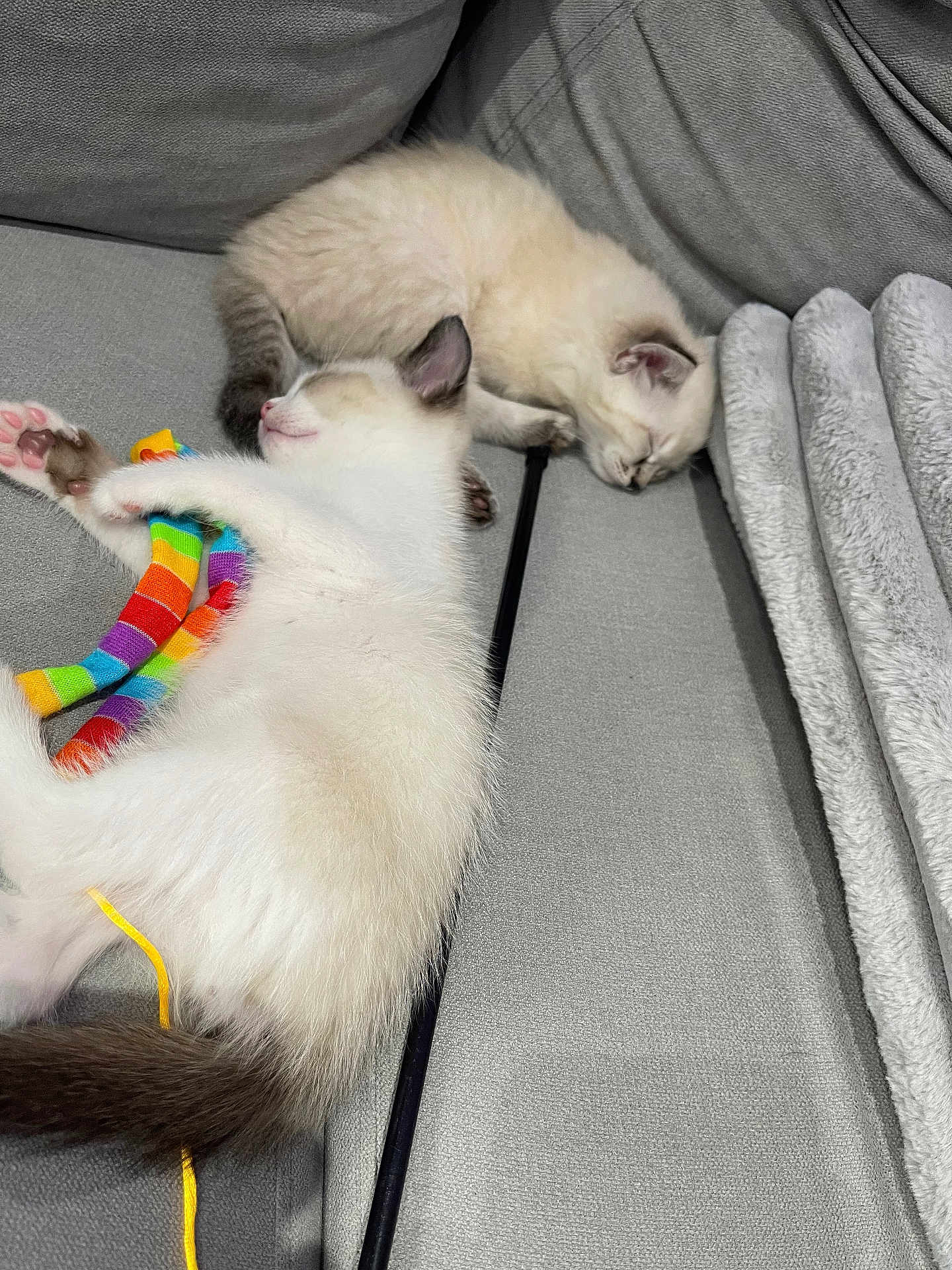 Snow Et Willow a rejoint le concours — aidez-le/la à gagner de superbes lots ! kitten, cat, sleeping, couch, gray, fluffy, toy, rainbow, blanket, pet, cute, indoor, resting, cozy, fur, paw, relaxing, animal, domestic, companion