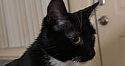 Nina joined the competition — help win amazing prizes! animal, black_cat, blinds, cat, companion, curious, domestic, door, feline, fur, household, indoor, mammal, pet, quiet, side_view, still, whiskers, white_chest, yellow_eyes