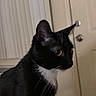 Nina joined the competition — help win amazing prizes! cat, black_cat, white_chest, indoor, pet, animal, yellow_eyes, door, blinds, feline, whiskers, fur, side_view, curious, domestic, mammal, quiet, still, household, companion