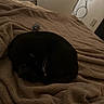 cat, black_cat, sleeping, curled_up, blanket, bed, cozy, indoor, soft_texture, furniture, resting, pet, animal, whiskers, quiet, calm, dim_light, home, relaxation, comfort