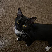 Nina is registered to the contest to win money with this photo: cat, tuxedo_cat, pet, indoor, carpet, animal, feline, whiskers, yellow_eyes, curious, looking_up, black_and_white, domestic_cat, cute, small, mammal, fur, paws, standing, companion