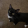cat, tuxedo_cat, pet, indoor, carpet, animal, feline, whiskers, yellow_eyes, curious, looking_up, black_and_white, domestic_cat, cute, small, mammal, fur, paws, standing, companion