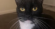 Nina joined the competition — help win amazing prizes! cat, tuxedo_cat, black_and_white, yellow_eyes, whiskers, indoor, pet, feline, curious, sitting, closeup, animal, fur, cute, domestic_cat, portrait, looking_at_camera, soft_light, home, cozy