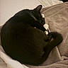 Nina is registered to the contest to win money with this photo: cat, black_cat, white_paws, sleeping, curled_up, blanket, bed, cozy, feline, pet, indoor, resting, fur, whiskers, tail, comfort, domestic_animal, cute, animal, relaxation
