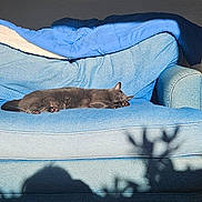 Jackson joined the competition — help win amazing prizes! blanket, blue, cat, comfort, couch, cozy, daylight, furniture, gray_cat, home, indoor, living_room, pet, quiet, relaxing, resting, shadow, sleeping, soft_light, sunlight