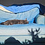 blanket, blue, cat, comfort, couch, cozy, daylight, furniture, gray_cat, home, indoor, living_room, pet, quiet, relaxing, resting, shadow, sleeping, soft_light, sunlight