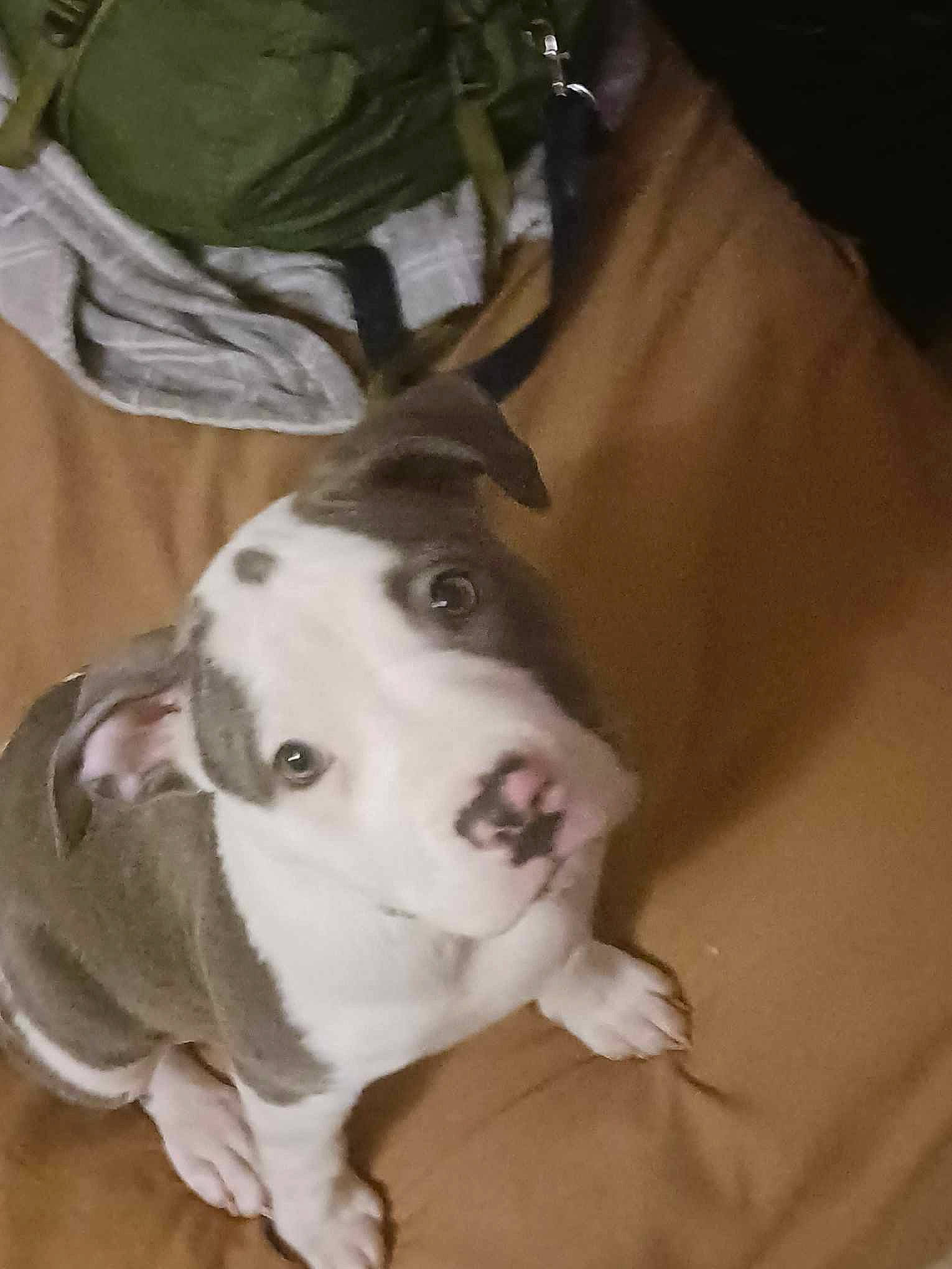 Diamond Princess is registered to the contest to win money with this photo: canidae, carnivore, collar, companion_dog, dog, dog_breed, dog_collar, dog_supply, fawn, fur, guard_dog, non_sporting_group, snout, sporting_group, whiskers, working_animal, working_dog