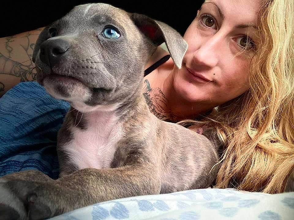 Tunes is registered to the contest to win money with this photo: american_pit_bull_terrier, canidae, carnivore, catahoula_bulldog, companion_dog, dog, dog_breed, fawn, great_dane, mammal, non_sporting_group, nose, pit_bull, puppy, puppy_love, selfie, snout, vertebrate