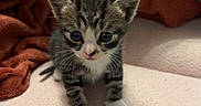 Simba a rejoint le concours — aidez-le/la à gagner de superbes lots ! abyssinian, animal, blanket, cat, couch, face, furniture, head, indoors, kitten, manx, person, pet, photography, plush, portrait, quilt, sleeping, towel, toy