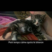 Simba a rejoint le concours — aidez-le/la à gagner de superbes lots ! abyssinian, animal, bed, bedroom, blanket, cat, cushion, face, furniture, head, homedecor, indoors, kitten, manx, person, pet, photography, portrait, room, sleeping