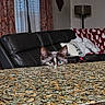 cat, curious, peeking, granite_countertop, living_room, leather_couch, blanket, snowman_pattern, ears, eyes, indoor, home, furniture, curtains, lamp, pillow, cozy, pet, animal, spying