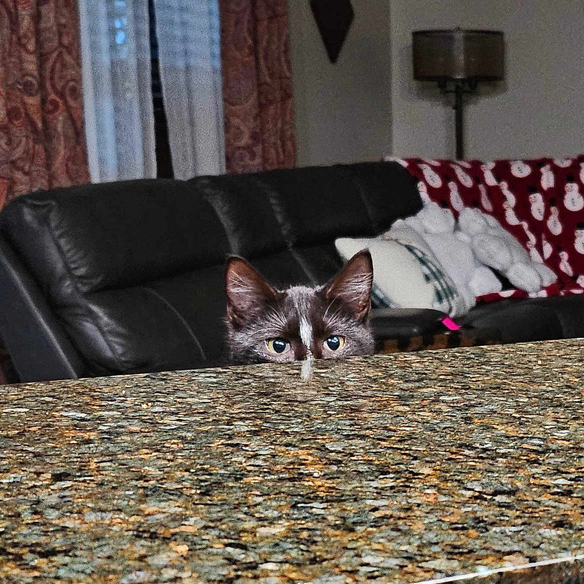 Ollie is registered to the contest to win money with this photo: cat, curious, peeking, granite_countertop, living_room, leather_couch, blanket, snowman_pattern, ears, eyes, indoor, home, furniture, curtains, lamp, pillow, cozy, pet, animal, spying