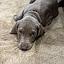 Alpha participe au concours pour gagner de l'argent avec cette photo : adorable, animal, canine, carpet, close_up, collar, cute, dog, domestic_animal, fluffy_rug, fur, gray, indoor, looking_up, lying_down, pet, puppy, resting, soft_texture, young_dog