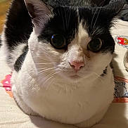 Poppy is registered to the contest to win money with this photo: cat, black_and_white, loaf_position, close_up, whiskers, fur, pet, indoor, curious, animal, face, ears, pink_nose, wide_eyes, resting, cute, domestic_cat, tabby, soft_light, background_blur
