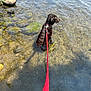 Murphy is registered to the contest to win money with this photo: accessories, animal, beach, canine, clothing, dog, hound, labradorretriever, leash, lifejacket, nature, outdoors, pet, puppy, rock, sea, strap, summer, vest, water