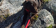 Murphy is registered to the contest to win money with this photo: accessories, animal, canine, dog, grass, herbal, herbs, hound, landscape, leash, nature, outdoors, pet, plant, puppy, rock, soil, strap, vegetation, wilderness