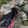 accessories, animal, canine, dog, grass, herbal, herbs, hound, landscape, leash, nature, outdoors, pet, plant, puppy, rock, soil, strap, vegetation, wilderness
