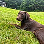 Murphy is registered to the contest to win money with this photo: alloywheel, animal, canine, car, carwheel, dog, field, grass, grassland, machine, pet, plant, puppy, spoke, tire, transportation, tree, vegetation, vehicle, wheel