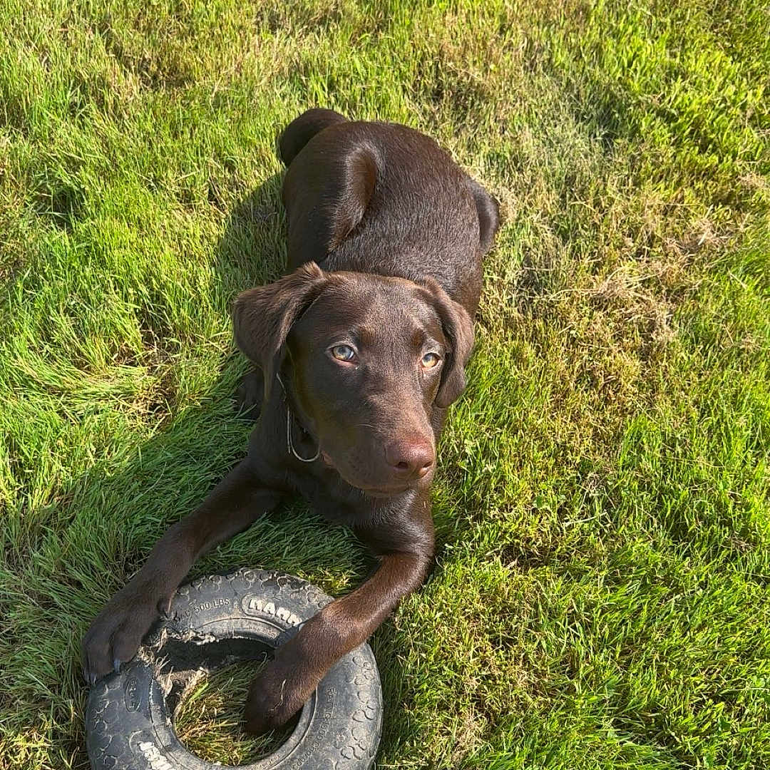 Murphy joined the competition — help win amazing prizes! animal, ball, canine, dog, football, grass, hound, labradorretriever, lawn, machine, outdoors, pet, plant, pointer, puppy, soccer, soccerball, sport, tire, wheel