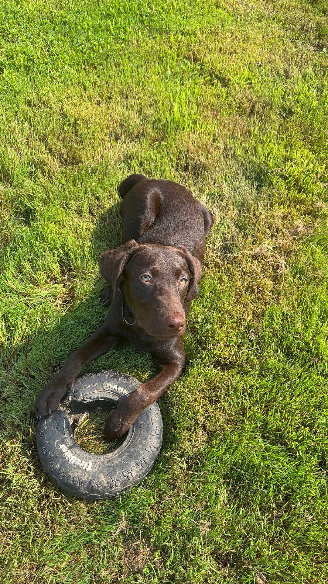 Murphy joined the competition — help win amazing prizes! animal, ball, canine, dog, football, grass, hound, labradorretriever, lawn, machine, outdoors, pet, plant, pointer, puppy, soccer, soccerball, sport, tire, wheel
