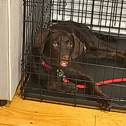 Murphy is registered to the contest to win money with this photo: animal, cage, canine, den, dog, doghouse, hound, indoors, kennel, labradorretriever, pet, pointer, pug, puppy