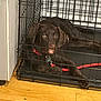 animal, cage, canine, den, dog, doghouse, hound, indoors, kennel, labradorretriever, pet, pointer, pug, puppy
