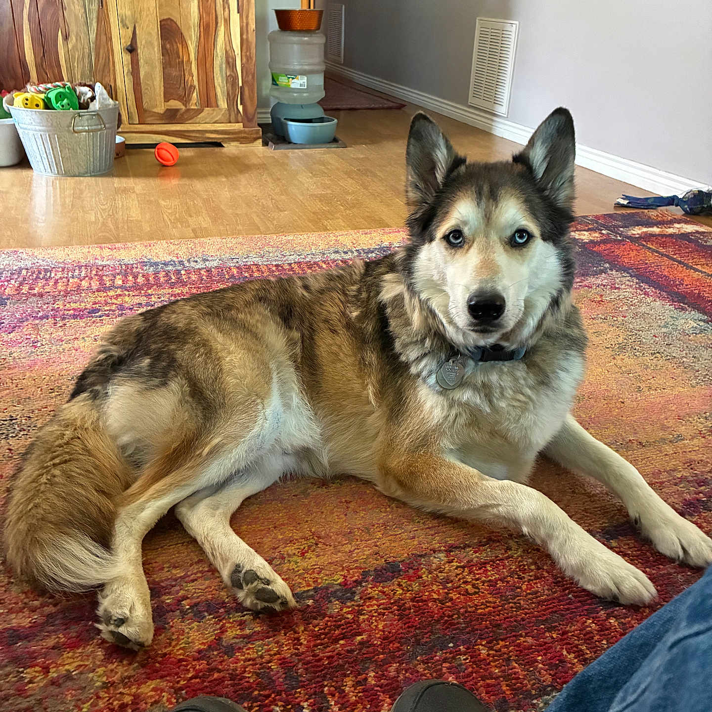 Lokie is registered to the contest to win money with this photo: dog, husky, indoor, rug, wooden_cabinet, toy_bucket, water_dispenser, floor, heterochromia, pet, canine, brown_fur, white_fur, black_fur, ears_up, looking_at_camera, relaxed, home_interior, shoes, colorful_rug