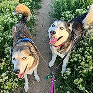 Lokie is registered to the contest to win money with this photo: dog, husky, blue_eyes, leash, path, grass, wildflowers, outdoor, nature, pets, canine, happy, smiling, walking, summer, daylight, two_dogs, fur, tail, collar