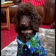 Simba is registered to the contest to win money with this photo: animal, brown_dog, carpet, clothing, couch, curly_fur, cute, dog, dog_collar, furniture, hawaiian_shirt, indoor, living_room, pet, pillow, poodle, portrait, rug, shirt, table