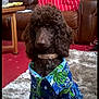 animal, brown_dog, carpet, clothing, couch, curly_fur, cute, dog, dog_collar, furniture, hawaiian_shirt, indoor, living_room, pet, pillow, poodle, portrait, rug, shirt, table