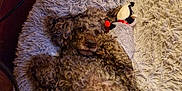 Simba joined the competition — help win amazing prizes! animal, brown, canine, carpet, companion, cozy, curly_fur, cute, dog, fluffy, furry, home, indoors, lying_down, pet, plush_toy, relaxed, resting, rug, upside_down