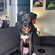 Diamond Marie joined the competition — help win amazing prizes! dog, puppy, black_and_white, sitting, couch, orange_collar, white_chest, white_paws, indoor, living_room, pet, portrait, direct_gaze, floppy_ears, short_fur, water_bowl, plush_toy, wall_art, furniture, cute