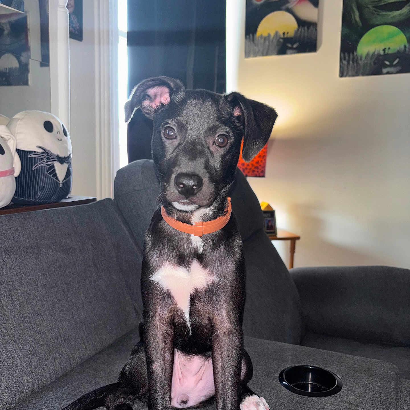 Diamond Marie joined the competition — help win amazing prizes! dog, puppy, black_and_white, sitting, couch, orange_collar, white_chest, white_paws, indoor, living_room, pet, portrait, direct_gaze, floppy_ears, short_fur, water_bowl, plush_toy, wall_art, furniture, cute