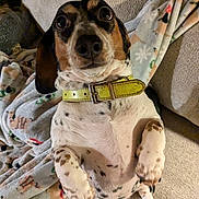 Lollie is registered to the contest to win money with this photo: dog, spotted, yellow_collar, sitting, couch, blanket, indoor, pet, closeup, cute, animal, fur, paw, looking, expression, domestic, comfortable, relaxed, home, companion