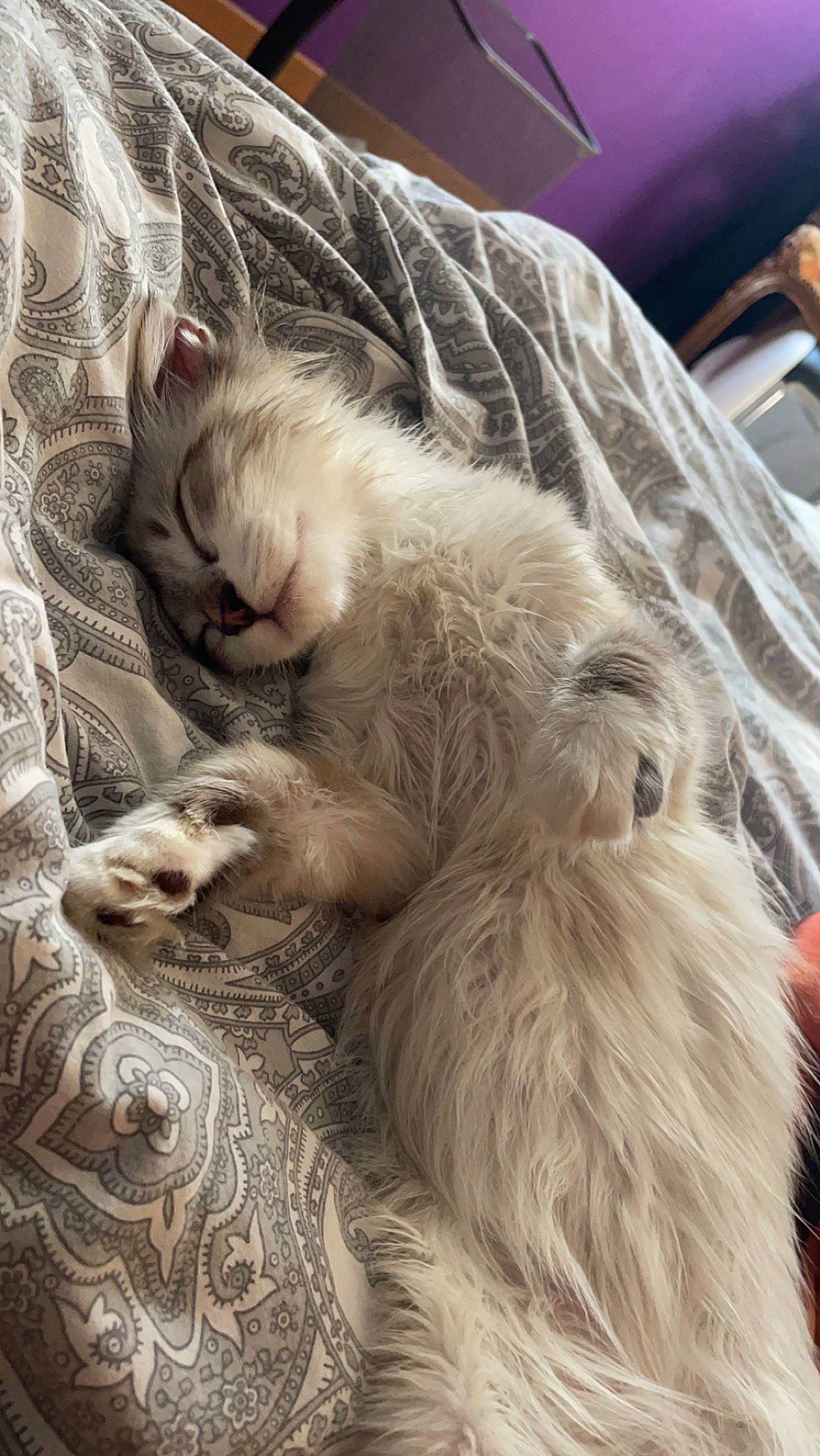 Odin participe au concours pour gagner de l'argent avec cette photo : carnivore, cat, claw, comfort, domestic_short_haired_cat, felidae, fur, grey, linens, nap, paw, sleep, small_to_medium_sized_cats, snout, tail, terrestrial_animal, whiskers