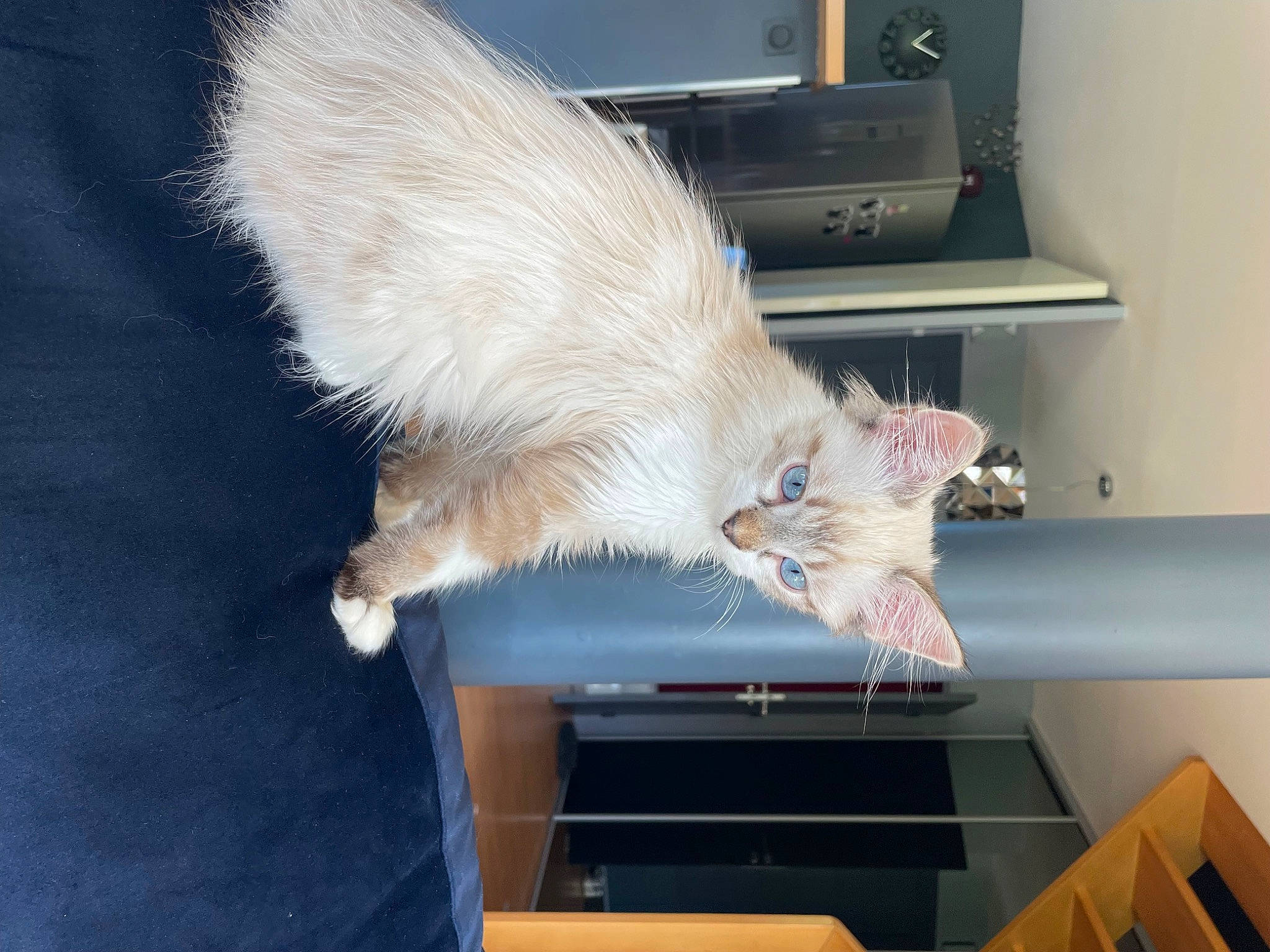 Odin participe au concours pour gagner de l'argent avec cette photo : cabinetry, carnivore, cat, claw, comfort, display_device, domestic_short_haired_cat, felidae, fur, home_appliance, mammal, paw, shelving, small_to_medium_sized_cats, tail, television, television_set, vertebrate, whiskers, wing