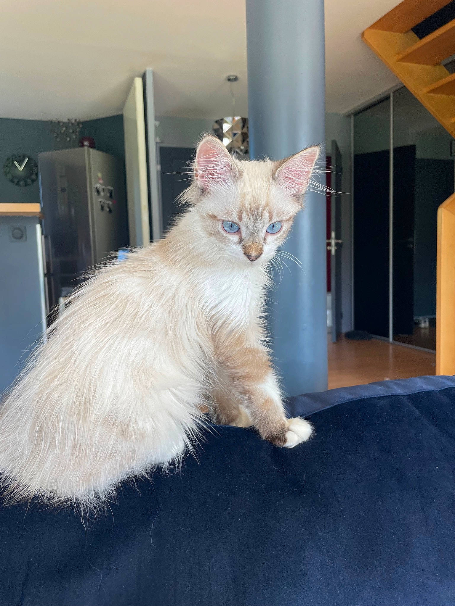 Odin participe au concours pour gagner de l'argent avec cette photo : carnivore, cat, claw, comfort, domestic_short_haired_cat, fawn, felidae, flooring, foot, fur, hardwood, musical_instrument, paw, room, small_to_medium_sized_cats, snout, tail, whiskers, window