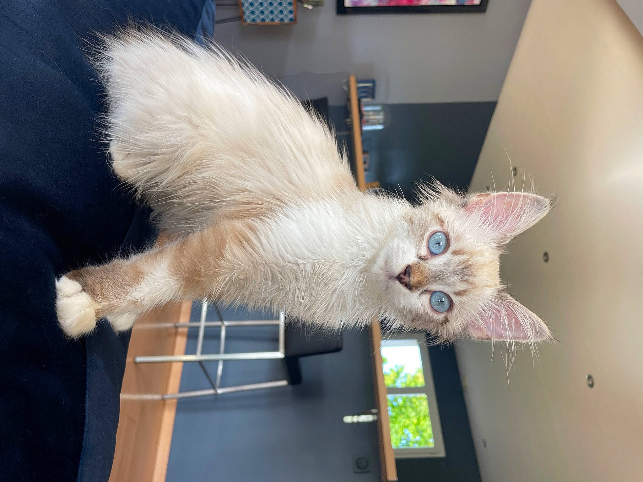 Odin participe au concours pour gagner de l'argent avec cette photo : balinese, carnivore, cat, claw, domestic_short_haired_cat, fawn, felidae, fur, paw, room, small_to_medium_sized_cats, tail, thai, whiskers, window