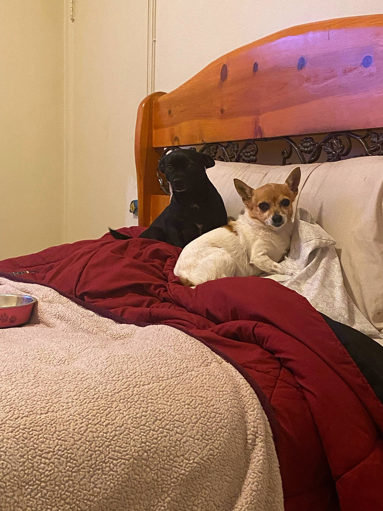 Coco joined the competition — help win amazing prizes! bed, bed_frame, bedding, bedroom, carnivore, comfort, companion_dog, dog, dog_breed, dress, fawn, felidae, flooring, linens, small_to_medium_sized_cats, textile, tints_and_shades, vertebrate, whiskers, wood