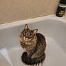 Loki is registered to the contest to win money with this photo: cat, fluffy_cat, gray_cat, long_hair, green_eyes, whiskers, ears, tail, sitting, bathtub, bathroom, indoor, pet, animal, portrait, staring, furry, home, bottle, relaxed