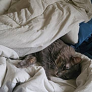 Loki is registered to the contest to win money with this photo: cat, sleeping, resting, bed, bedding, blanket, white_sheets, rumpled_fabric, indoor, cozy, nap, fur, whiskers, paws, brown_fur, gray_fur, pet, relaxed, home, closeup