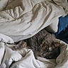 cat, sleeping, resting, bed, bedding, blanket, white_sheets, rumpled_fabric, indoor, cozy, nap, fur, whiskers, paws, brown_fur, gray_fur, pet, relaxed, home, closeup