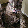Loki is registered to the contest to win money with this photo: cat, gray_cat, fluffy, long_hair, pet, animal, portrait, close_up, sitting, indoors, home, hallway, carpet, cozy, collar, bell, whiskers, ears, green_eyes, tongue