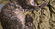 Loki joined the competition — help win amazing prizes! cat, sleeping, fluffy, gray_fur, long_hair, pet, animal, indoor, bed, bedding, pillows, blanket, relaxed, cute, supine, paw, whiskers, cozy, nap, portrait