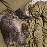 cat, sleeping, fluffy, gray_fur, long_hair, pet, animal, indoor, bed, bedding, pillows, blanket, relaxed, cute, supine, paw, whiskers, cozy, nap, portrait