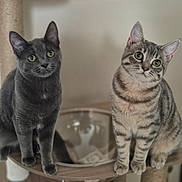 Roxy Et Romy participe au concours pour gagner de l'argent avec cette photo : abyssinian, adult, animal, cat, egyptiancat, kitten, male, man, manx, person, pet, plywood, siamese, wood