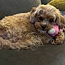 Bowie joined the competition — help win amazing prizes! dog, puppy, small_dog, toy, plush_toy, pink_toy, sofa, couch, pillow, indoor, pet, fur, brown_fur, curly_fur, close_up, portrait, resting, laying_down, cute, companion