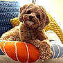 dog, poodle, puppy, pet, brown_fur, curly_fur, cushion, pillow, couch, indoor, cozy, collar, tag, close_up, portrait, resting, adorable, home, relaxed, cute